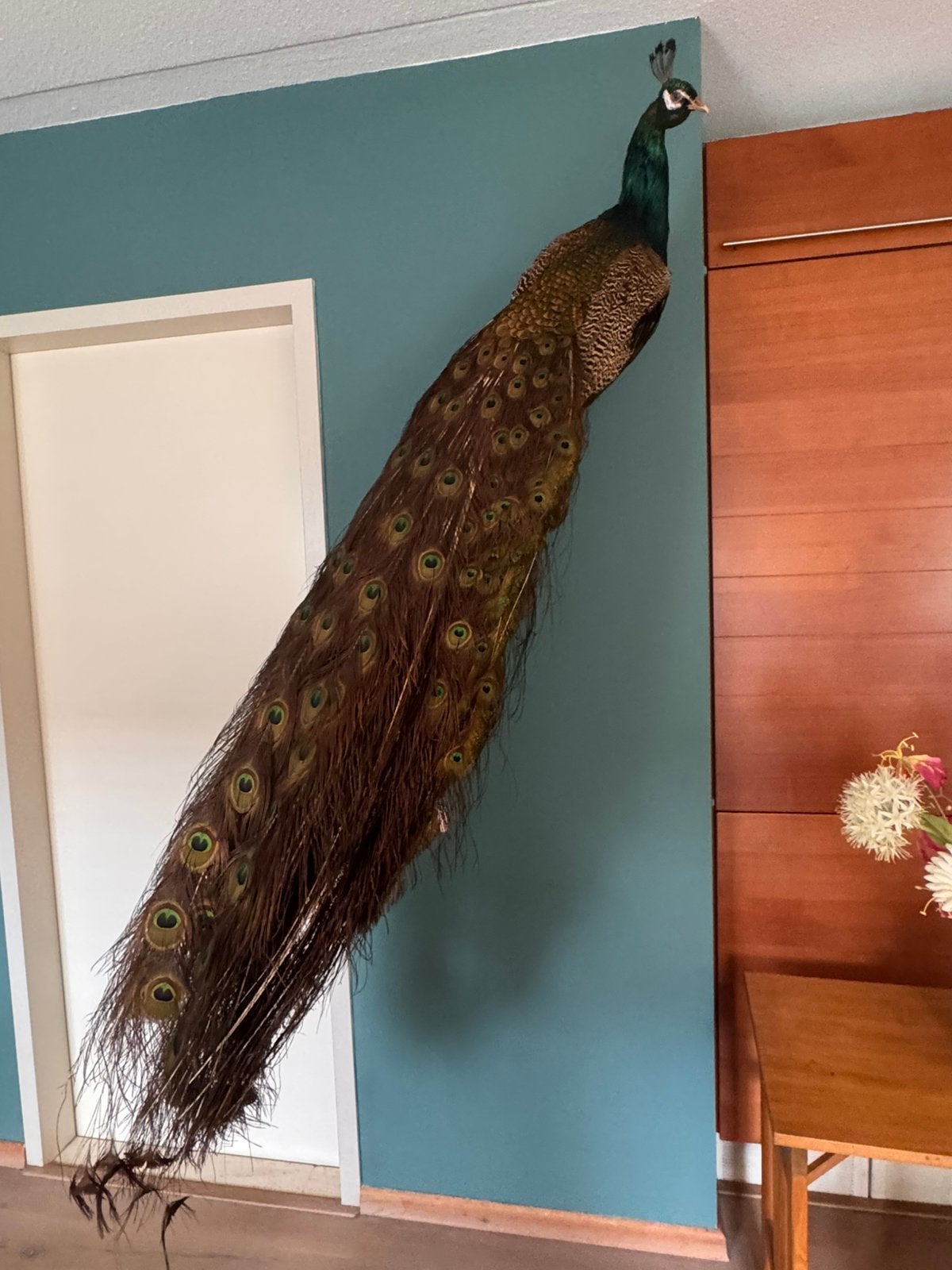 decoratieve pauw met lange staart – exclusief verzamelobject, Ophalen, Zo goed als nieuw, Opgezet dier