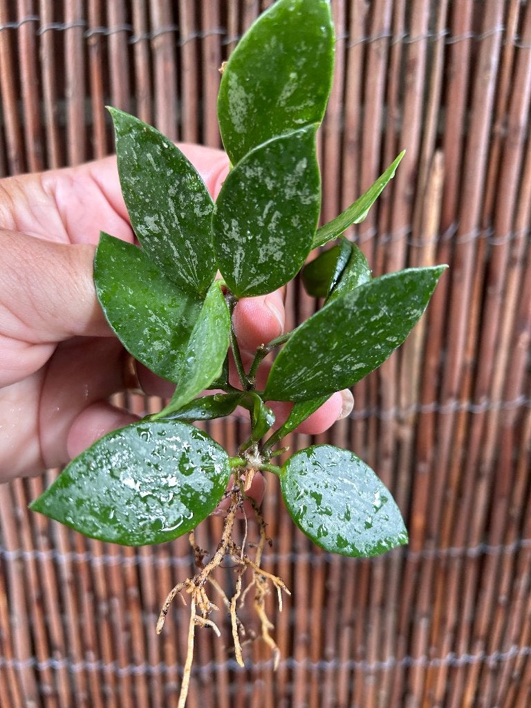 Hoya memoria/gracilis 🌱, Huis en Inrichting, Kamerplanten, Overige soorten, Minder dan 100 cm, Bloeiende kamerplant, Halfschaduw