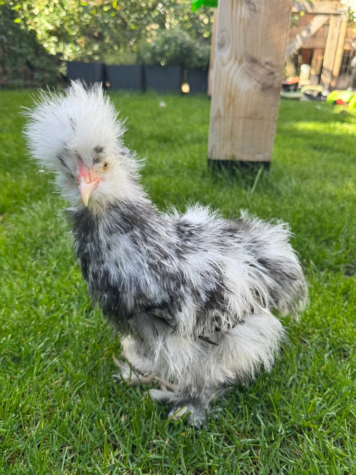Usa zijdehoen Zwart mottled haantje bischikbaar van 1julli, Dieren en Toebehoren, Mannelijk, Kip
