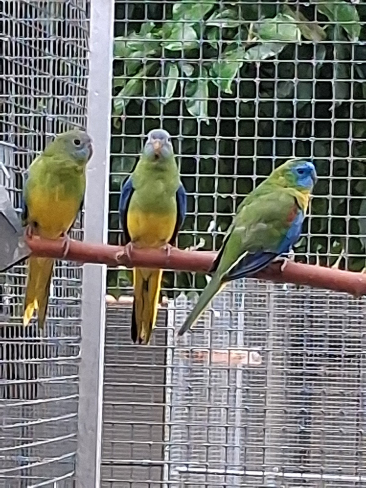 Turquoisine parkieten, Meerdere dieren, Parkiet, Geringd