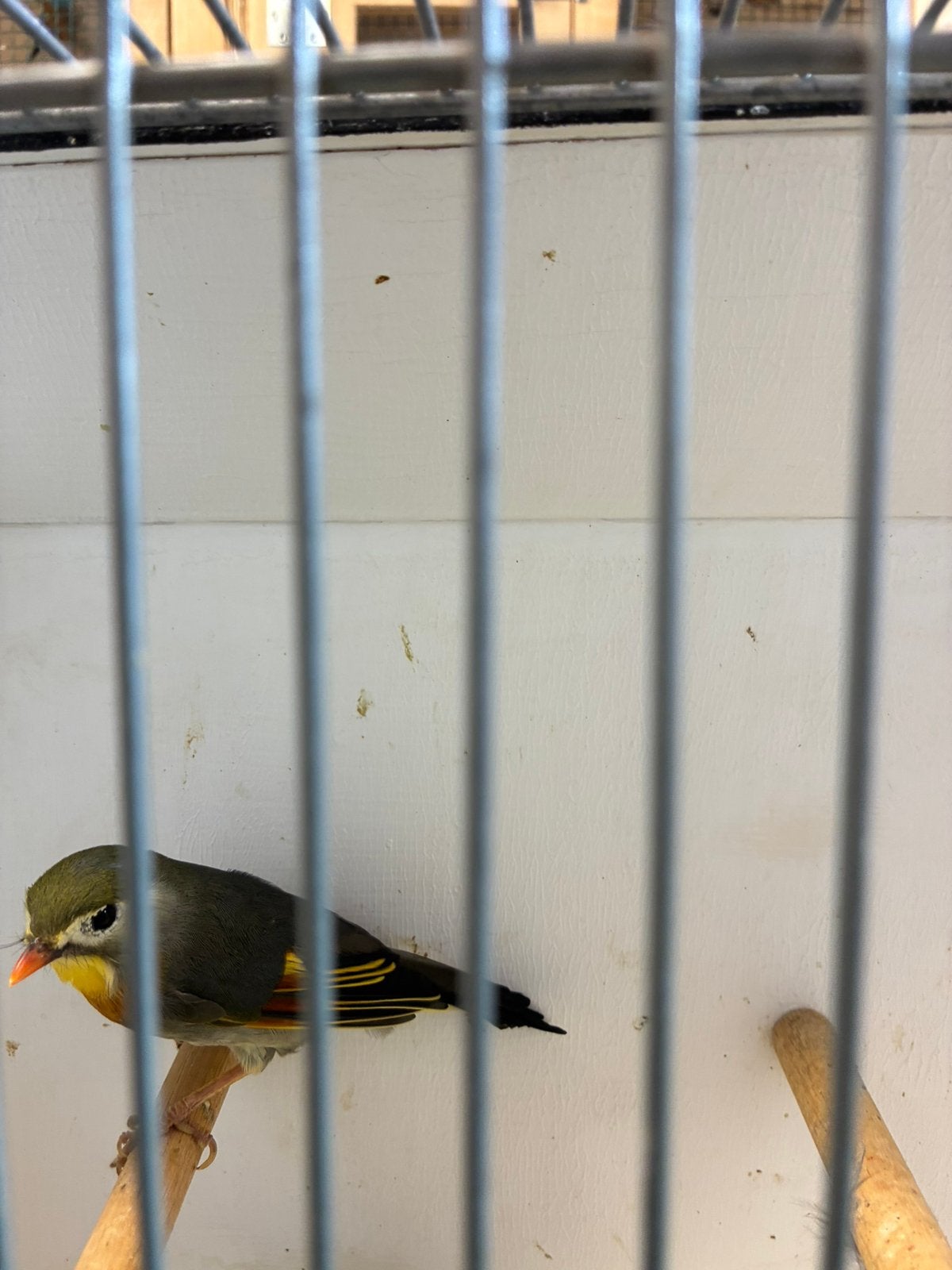 nachtegalen, Dieren en Toebehoren, Meerdere dieren