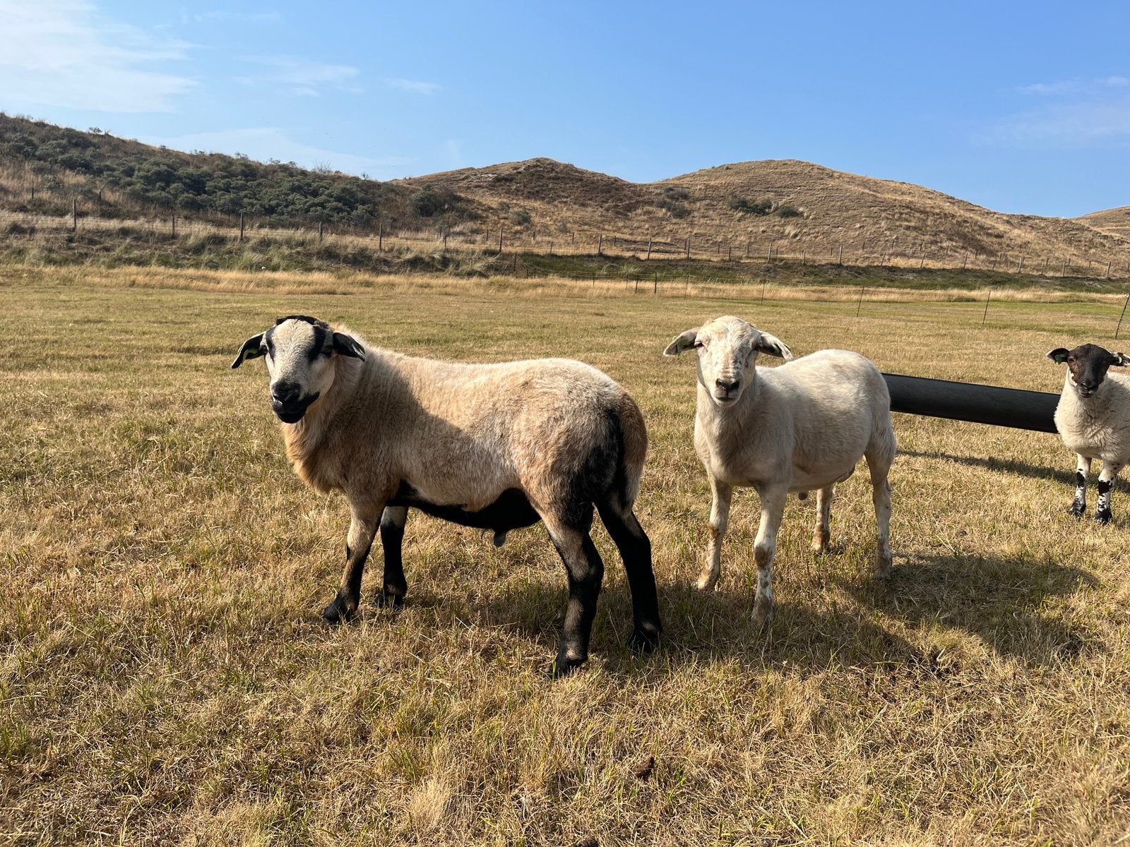 Maasduinen ramlammeren, Mannelijk, Schaap, 0 tot 2 jaar