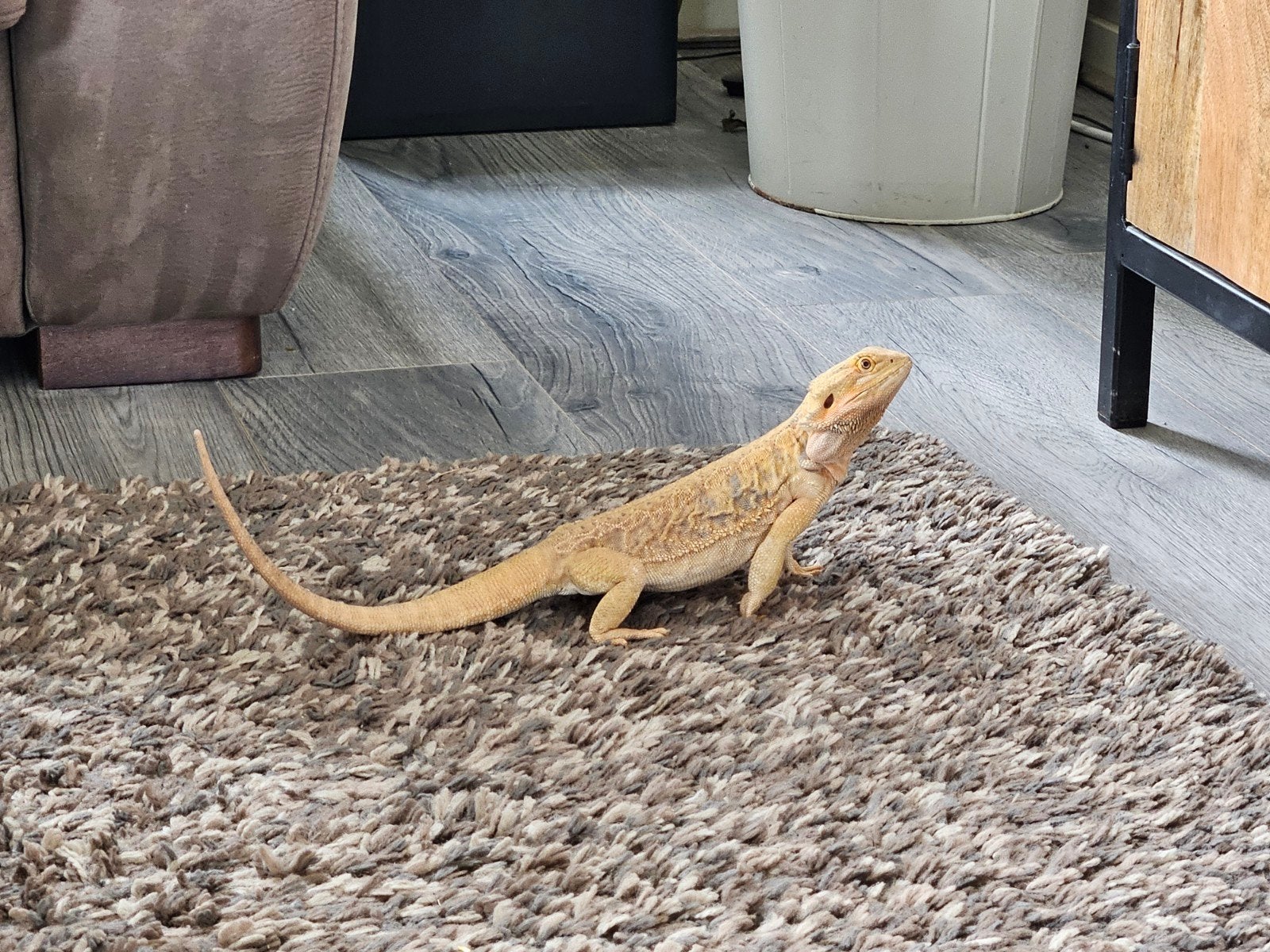 baardagaam inclusief terarium en toebehoren Bearded Dragon photo 4