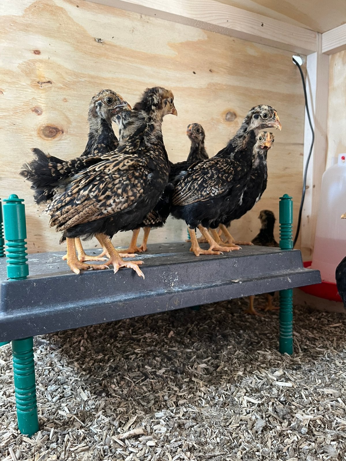 Barnevelder kriel kuikens, Geslacht onbekend, Kip