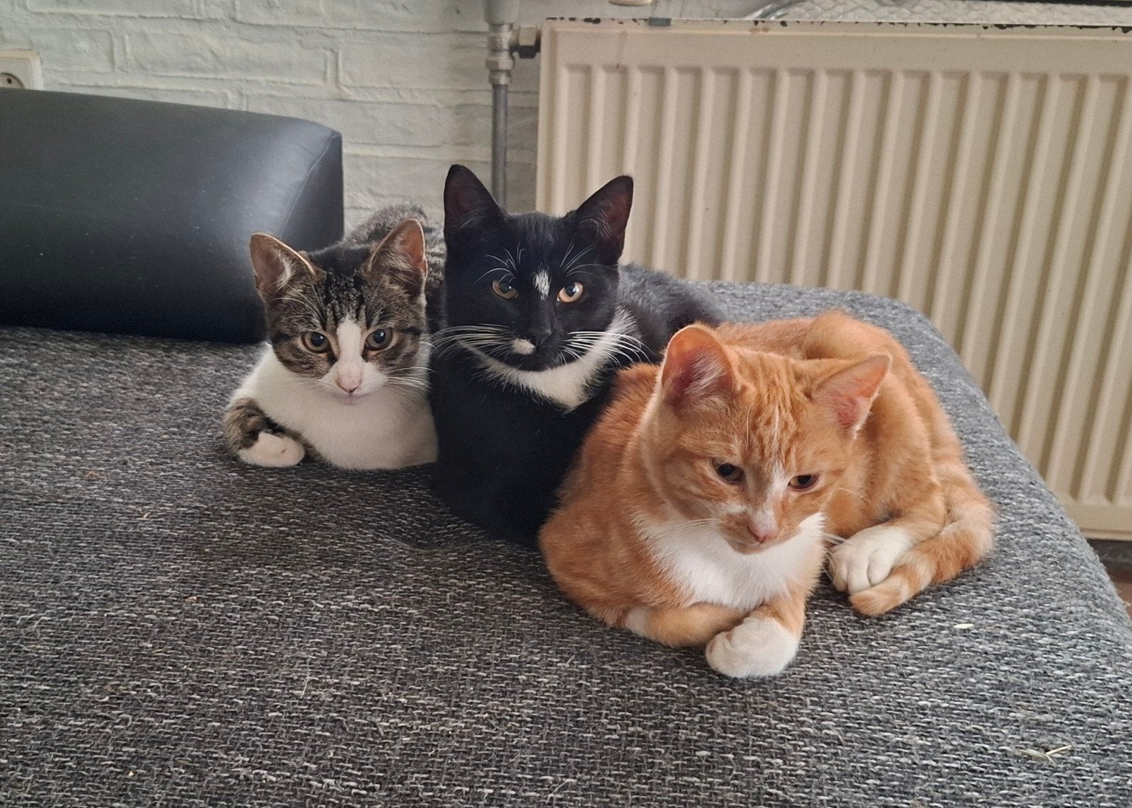 Lieve kittens, Kater, Kortharig, 0 tot 2 jaar