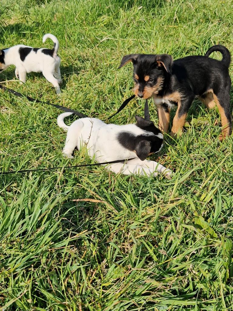 Middelmaat kruising pups, 8 tot 15 weken, Meerdere, Meerdere dieren, Klein