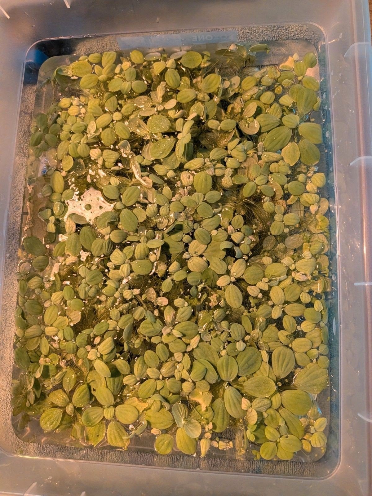 Salvinia Natans drijfplanten, Ophalen, Nieuw, Plant(en), Steen of Hout