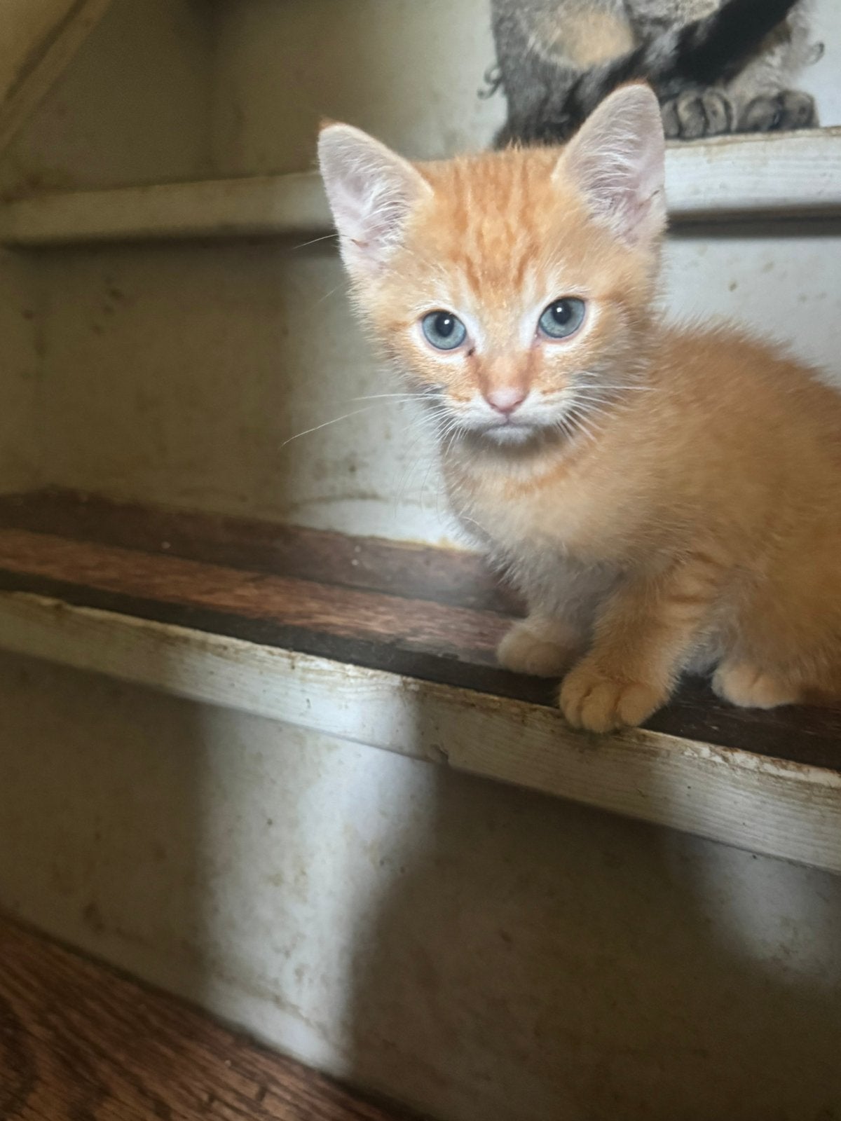 Nog 1 bijzondere rode kittens katers te koop, Dieren en Toebehoren, Kater, Kortharig, 0 tot 2 jaar