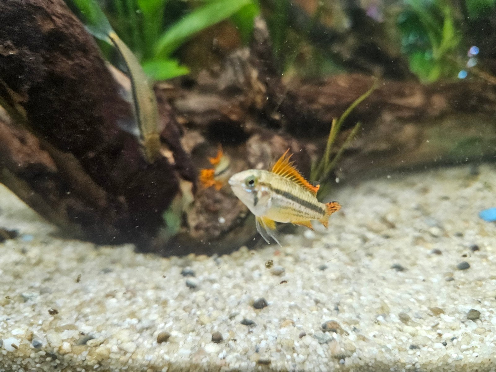 Apistogramma cacatuoides triple red 5 jonge mannen, Dieren en Toebehoren, Vis