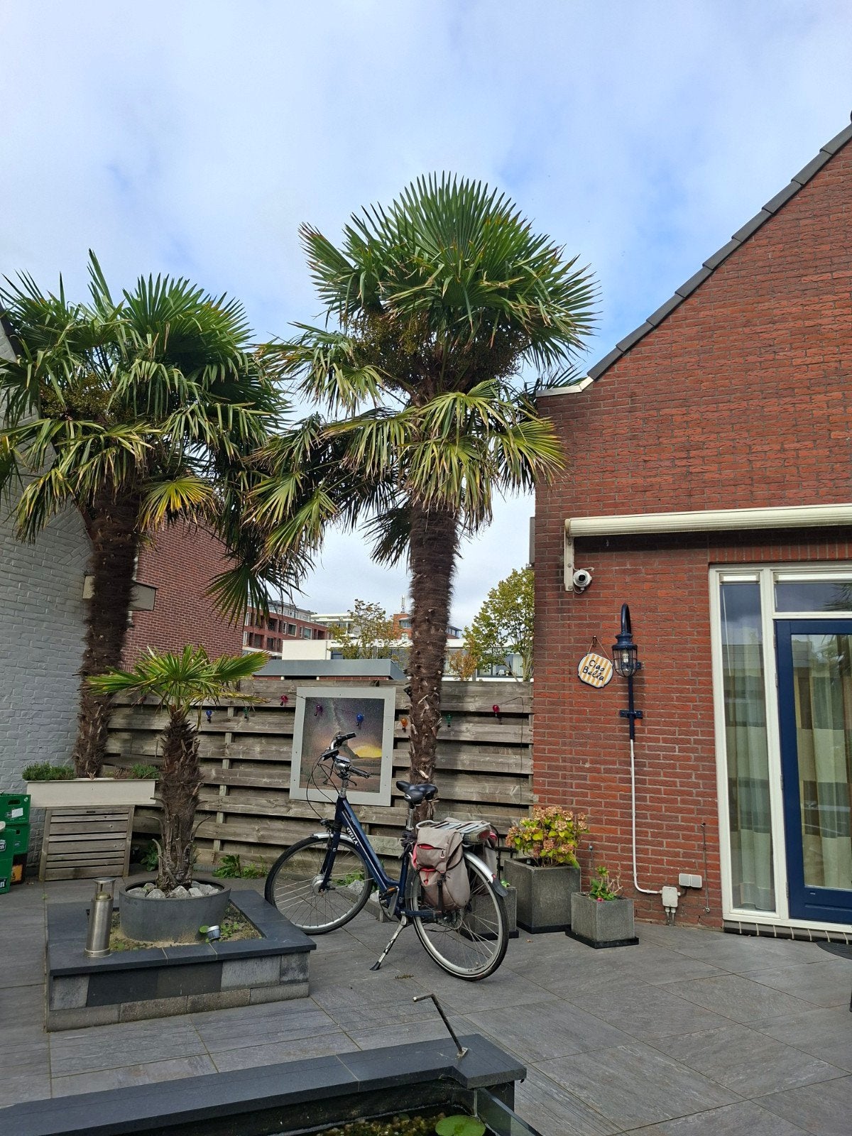 palmbomen te koop, Tuin en Terras, Lente, Palmboom, 400 cm of meer, Ophalen