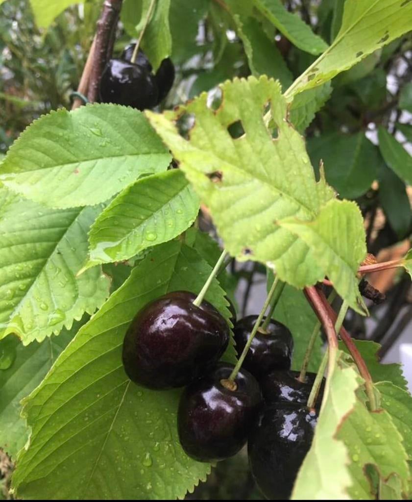Zoete biologische kersen zaailingen en boompjes, Tuin en Terras, Planten | Tuinplanten, Volle zon, Vaste plant, Ophalen of Verzenden