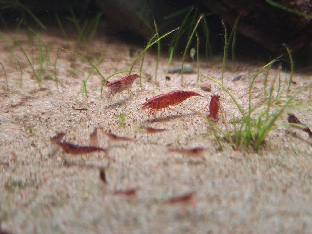 Red Sakura / Vuur Garnalen, Kreeft, Krab of Garnaal