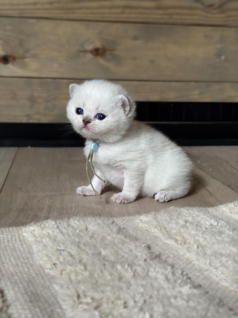 Brits/Britse Korthaar kittens – exclusieve kleuren 🐾, Meerdere dieren, Gechipt