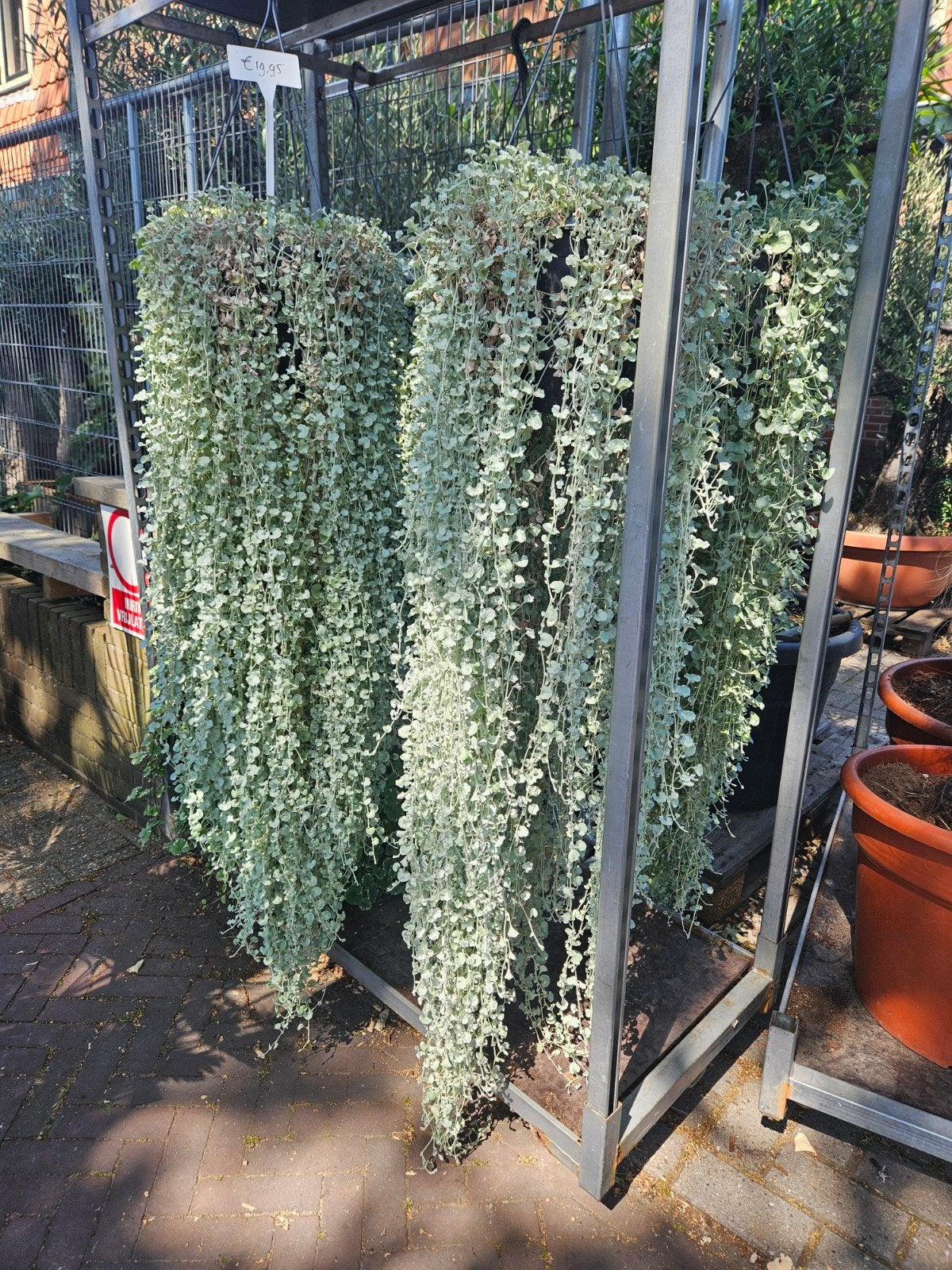 Dichondra Silverfalls - van €19,95 voor €15!