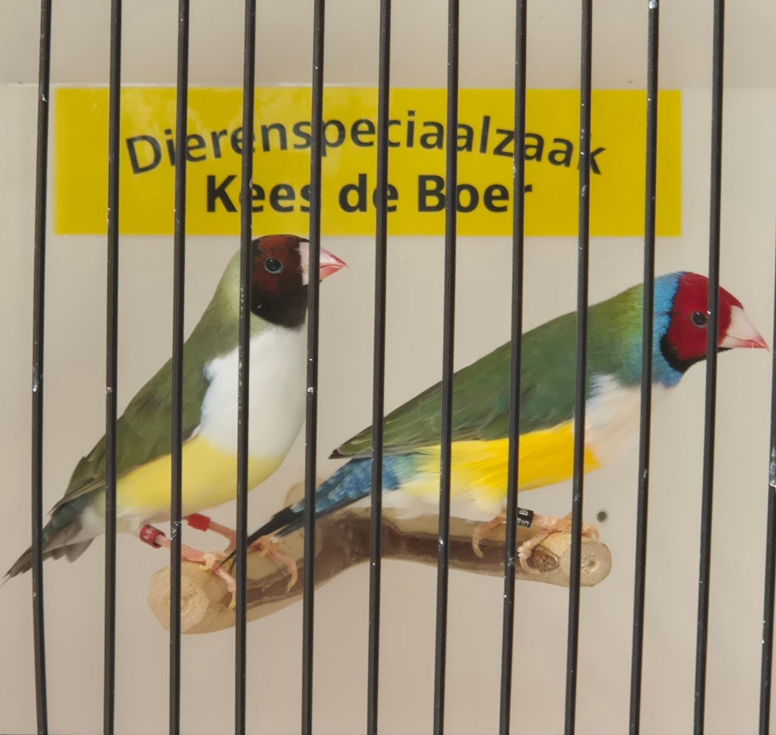 koppel roodkop witborst gouldamadines, Dieren en Toebehoren, Meerdere dieren