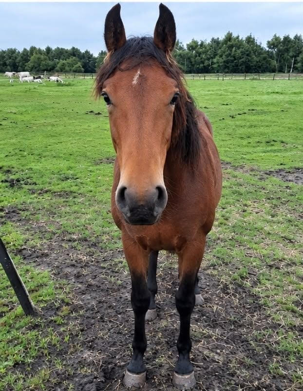 MOOIE New Forestpony enter merrie, Merrie, Niet van toepassing, Met stamboom, 0 tot 2 jaar