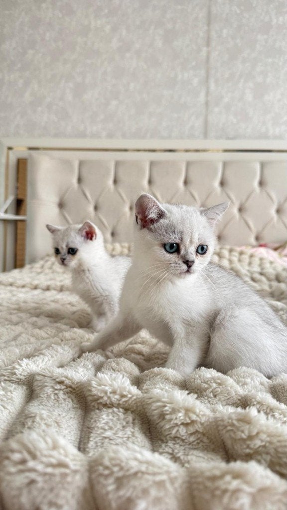 Britse korthaar kittens wit, Dieren en Toebehoren, Meerdere dieren, Met stamboom, 0 tot 2 jaar