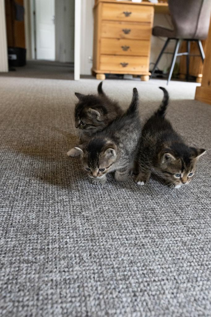 3 mooie kittens, Kater, 0 tot 2 jaar