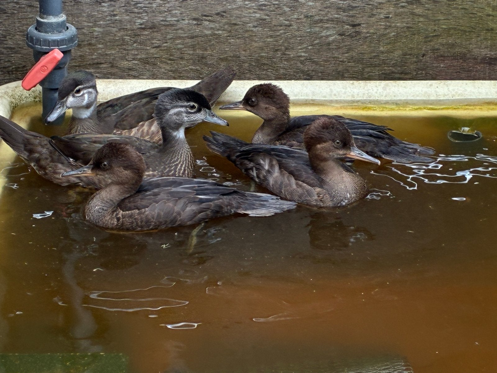 Kuifzaagbek van dit jaar eenden, Dieren en Toebehoren, Pluimvee, Meerdere dieren, Eend