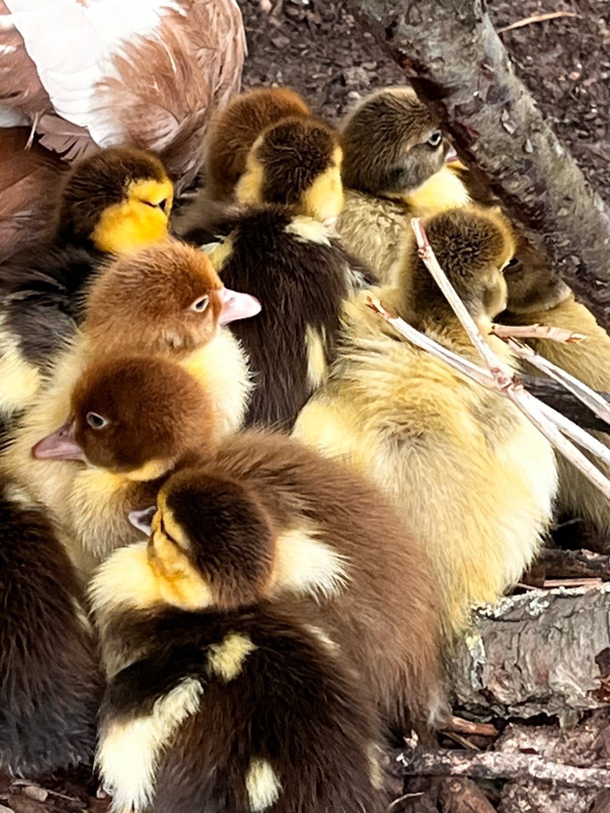 11 superschattige muskuseenden / kaapse eenden, Dieren en Toebehoren, Pluimvee, Meerdere dieren, Eend