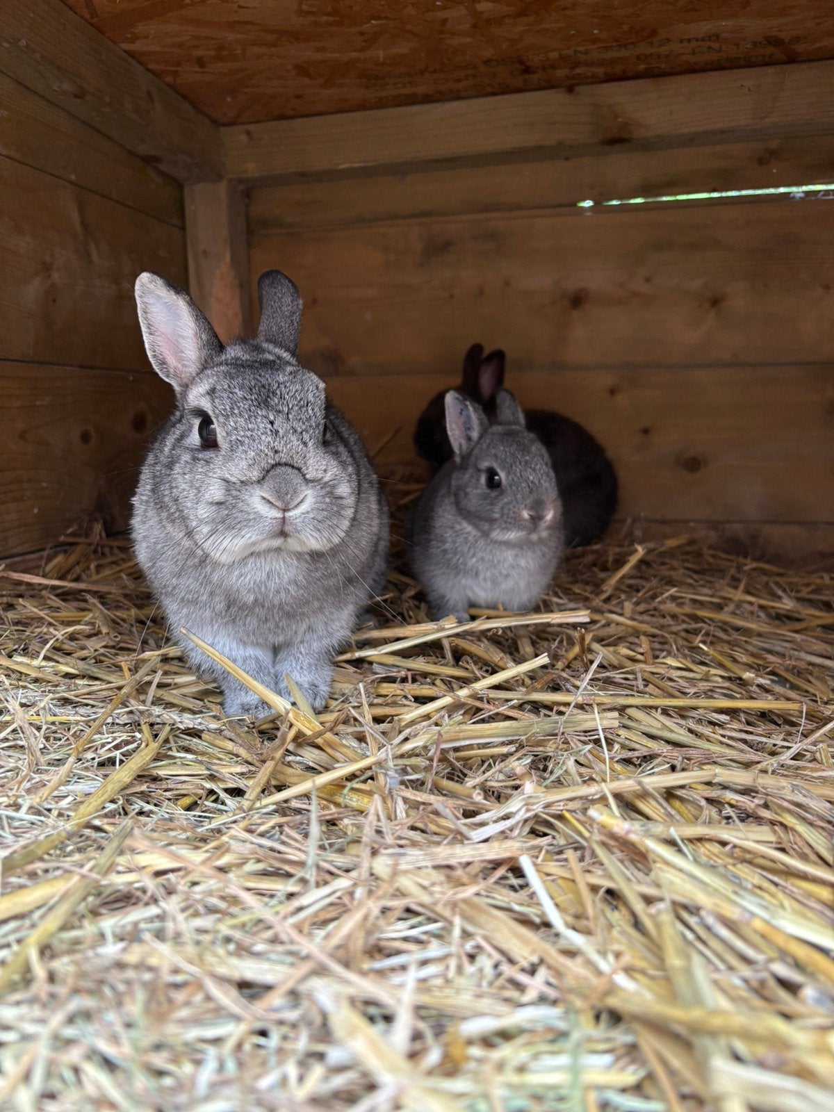 Mooie oudere voedster kleurdwerg chinchilla, Dieren en Toebehoren, Vrouwelijk, Dwerg