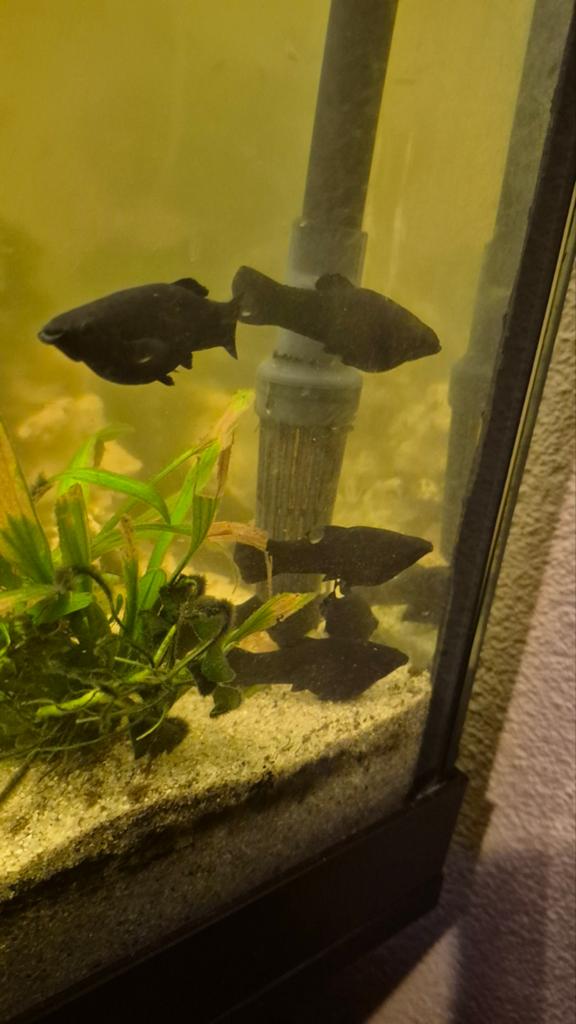 Black molly, Dieren en Toebehoren, Vissen | Aquariumvissen, Vis