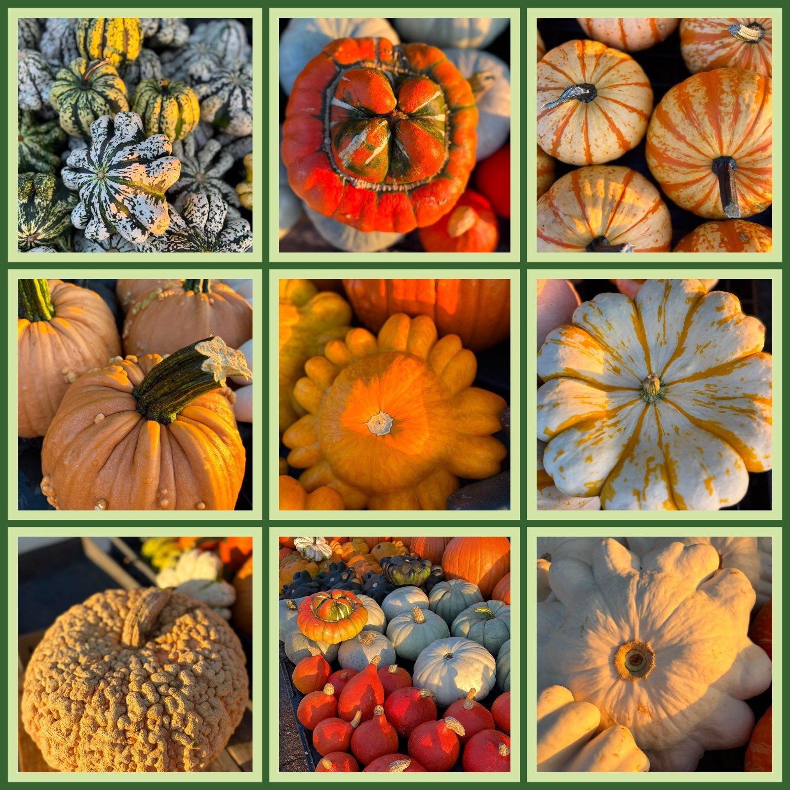 Foto 12 van Groot assortiment pompoenen en kalebassen

Wij verkopen weer
