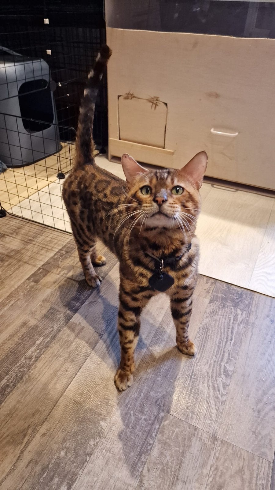 Bengaal kater zoekt een liefdevol nieuw thuis, Kater, Gechipt