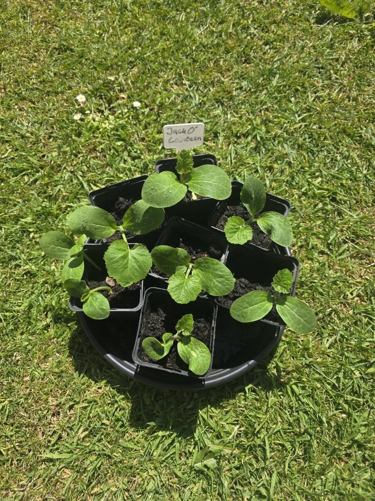 Jack o latern pompoen plant -stekjes, Tuin en Terras, Planten | Tuinplanten, Ophalen, Volle zon, Groenteplanten, Eenjarig