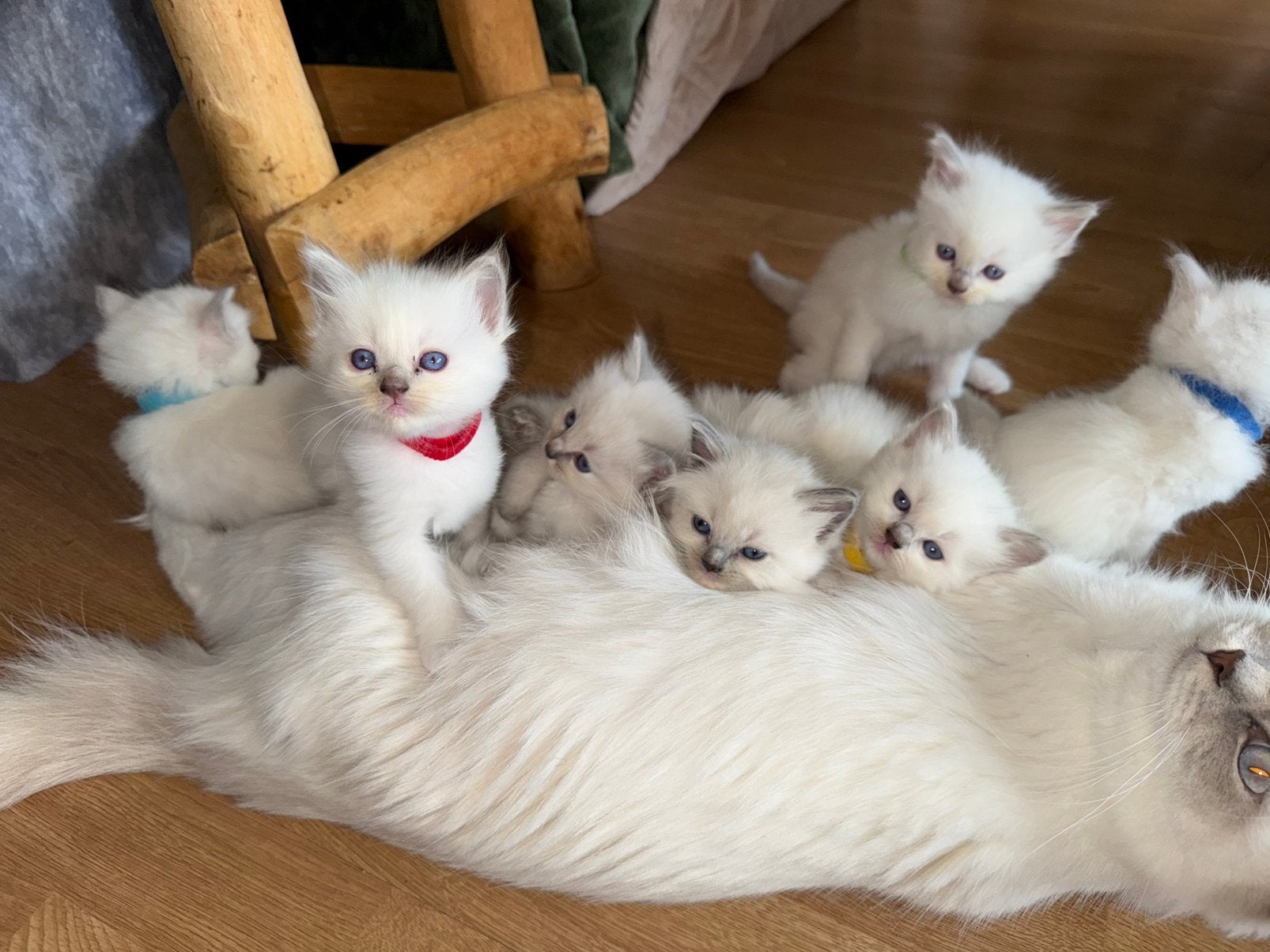 Ragdoll kittens! 4 poesjes/3 katertjes 🐾 🥰, Meerdere dieren