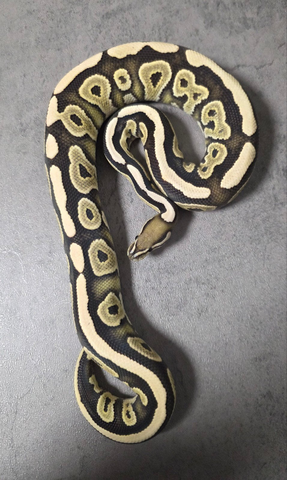 Desert Ghost Cinnamon 100%Axanthic VPI/Amur 2024 Ball Python photo 3