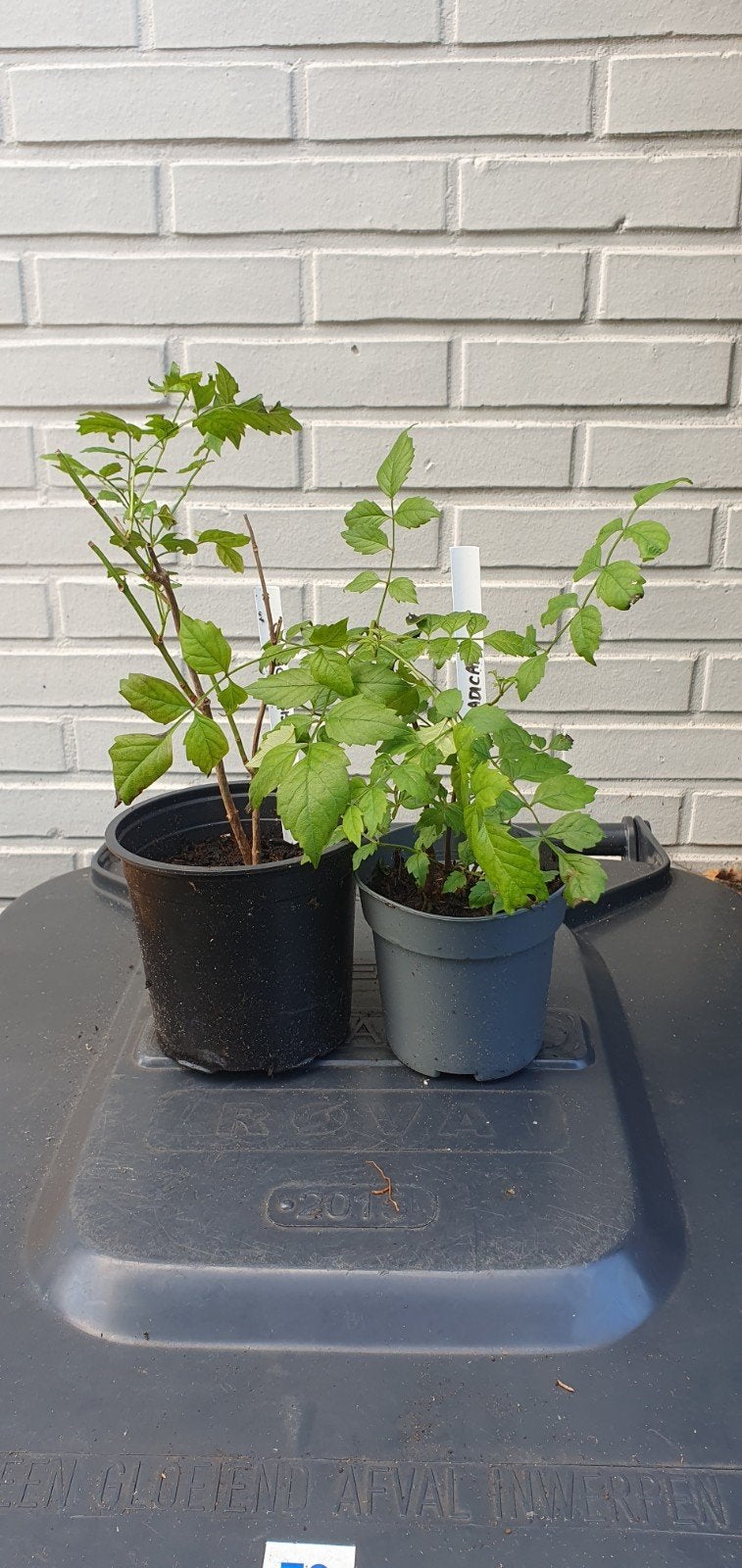 Klimplant Campsis Radicans, Ophalen, Volle zon, Vaste plant, Klimplanten