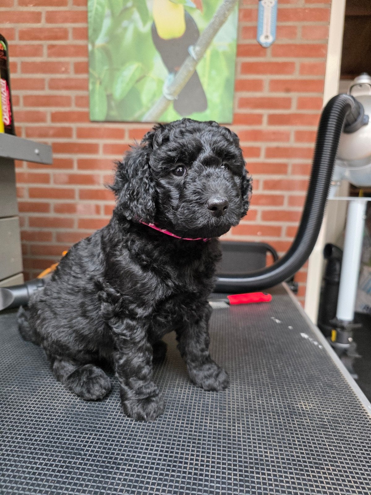 goldendoodle x mini ALD Multigen pups, Parvo, 8 tot 15 weken, Meerdere, Meerdere dieren