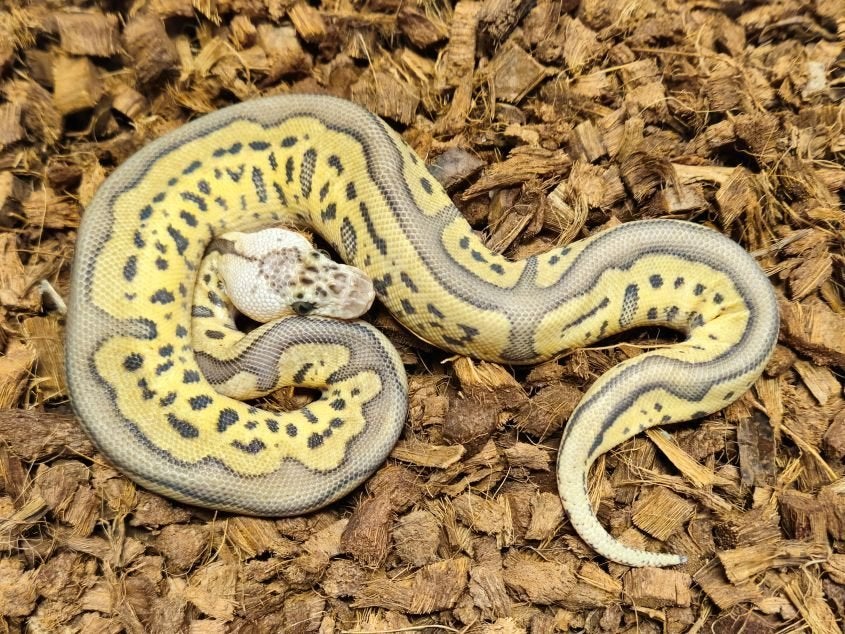 LAST MINUTE HOUTEN DEALS - Diverse koningspythons Ball Python photo 4