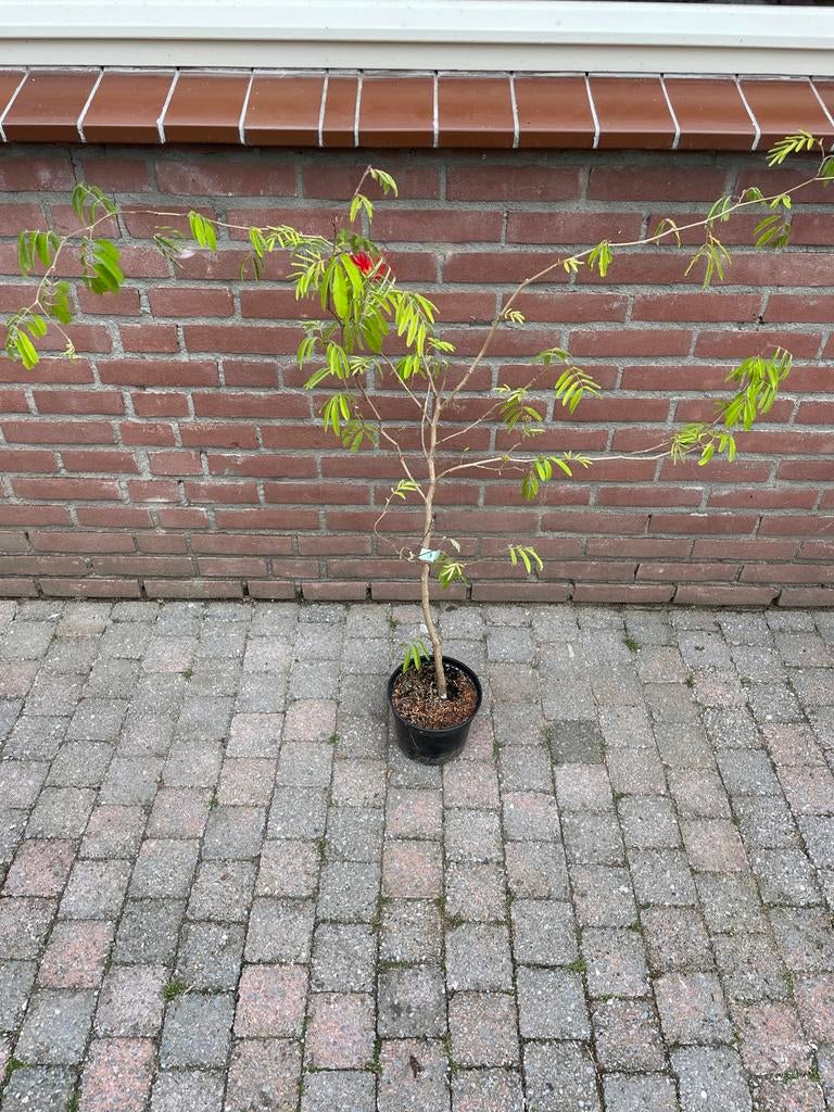 Calliandra tweedii - Rode poederkwast, Overige soorten, Volle zon, Vaste plant, Ophalen of Verzenden