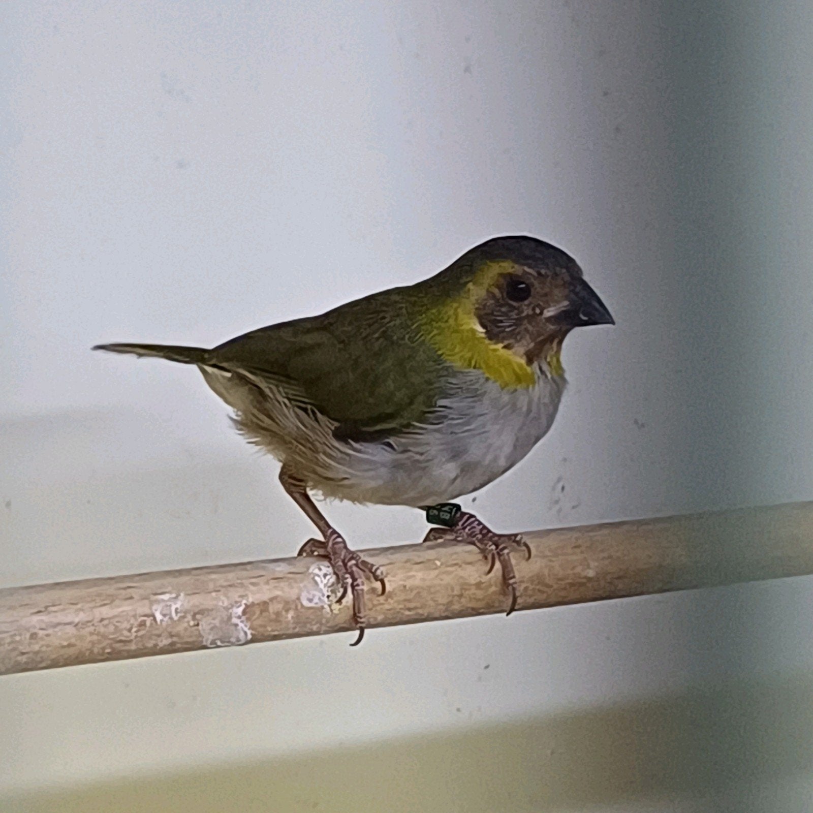 Cubavink pop 2026, Vrouwelijk, Tropenvogel, Geringd