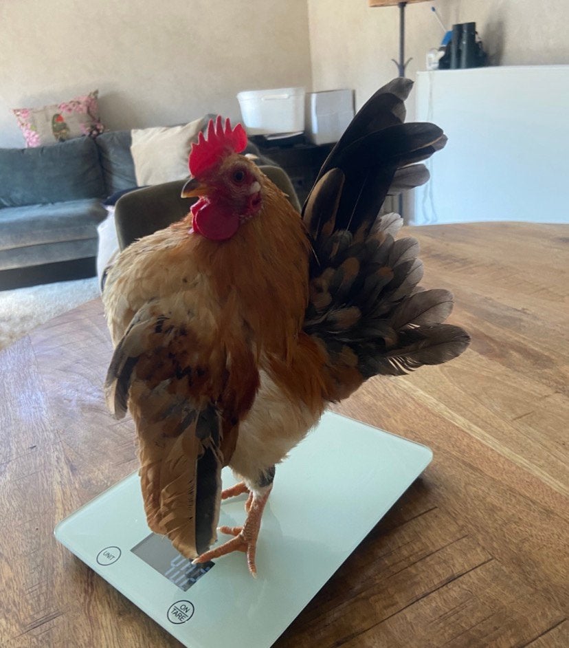 Serama haan, Dieren en Toebehoren, Mannelijk, Kip