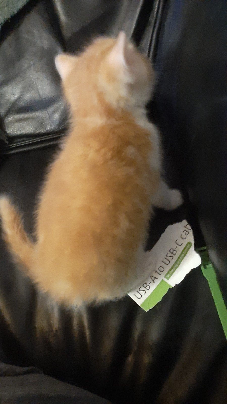 Kitten, s zoeken lief adoptie gezin, Dieren en Toebehoren, Katten en Kittens | Raskatten | Langhaar, Meerdere dieren, Ontwormd