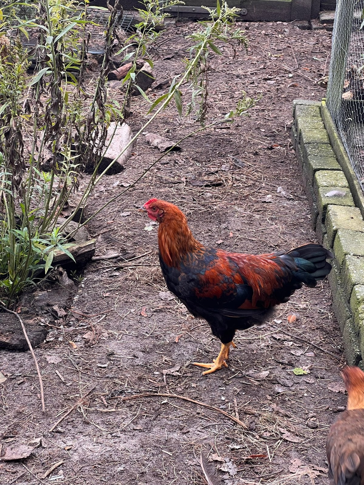 Mooie Welsumer hanen groot ras, Dieren en Toebehoren, Mannelijk, Kip