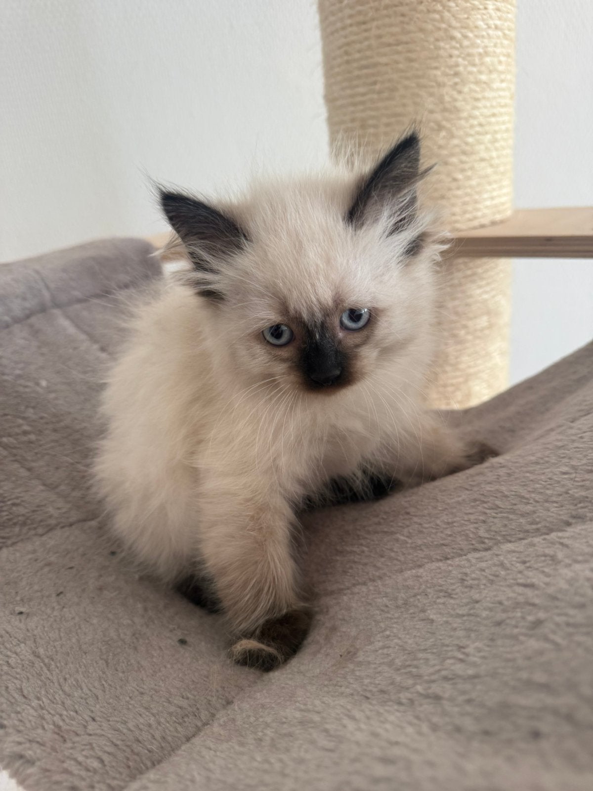 sealpoint ragdoll kitten (vrouwtje), Dieren en Toebehoren, Meerdere dieren, Ontwormd
