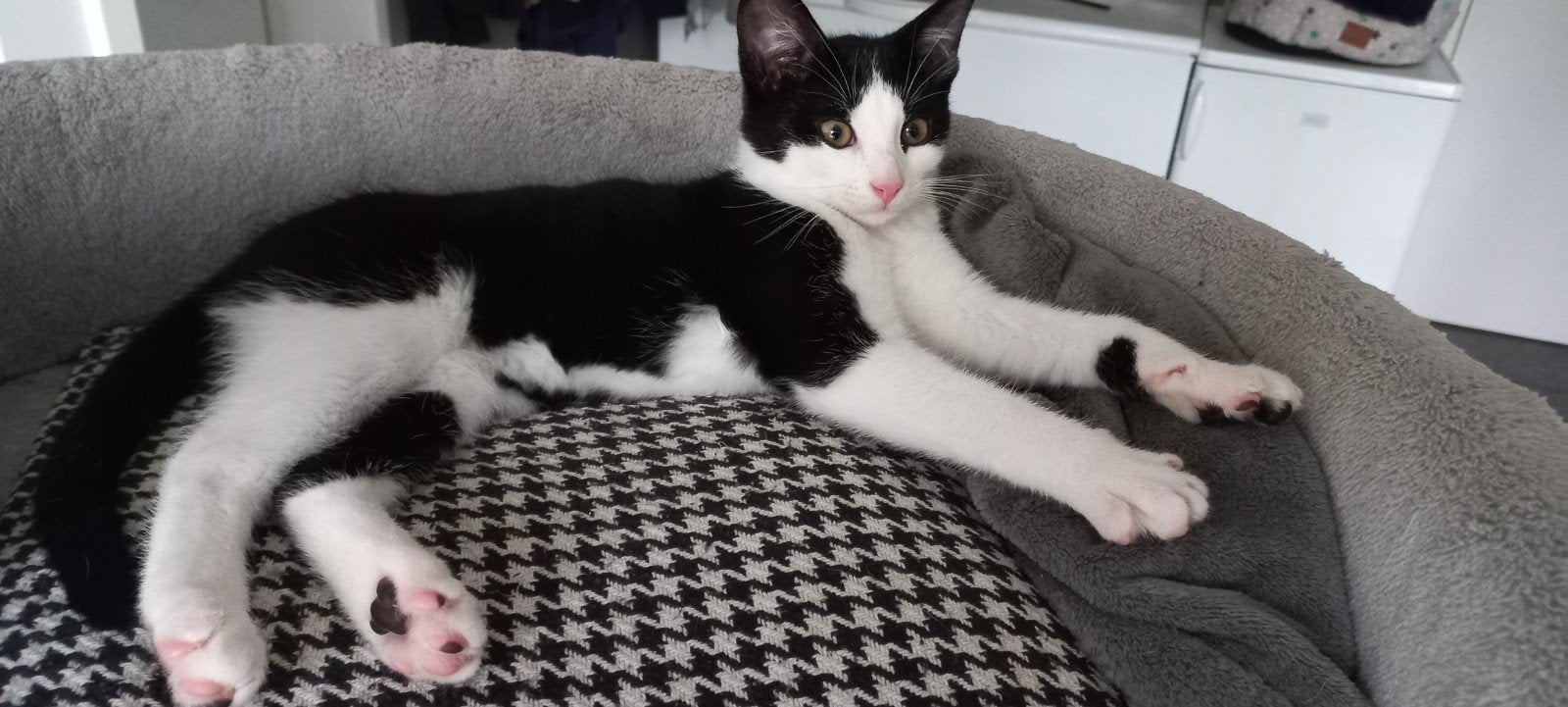 2 lieve kittens, Dieren en Toebehoren, Meerdere dieren, Kortharig, 0 tot 2 jaar