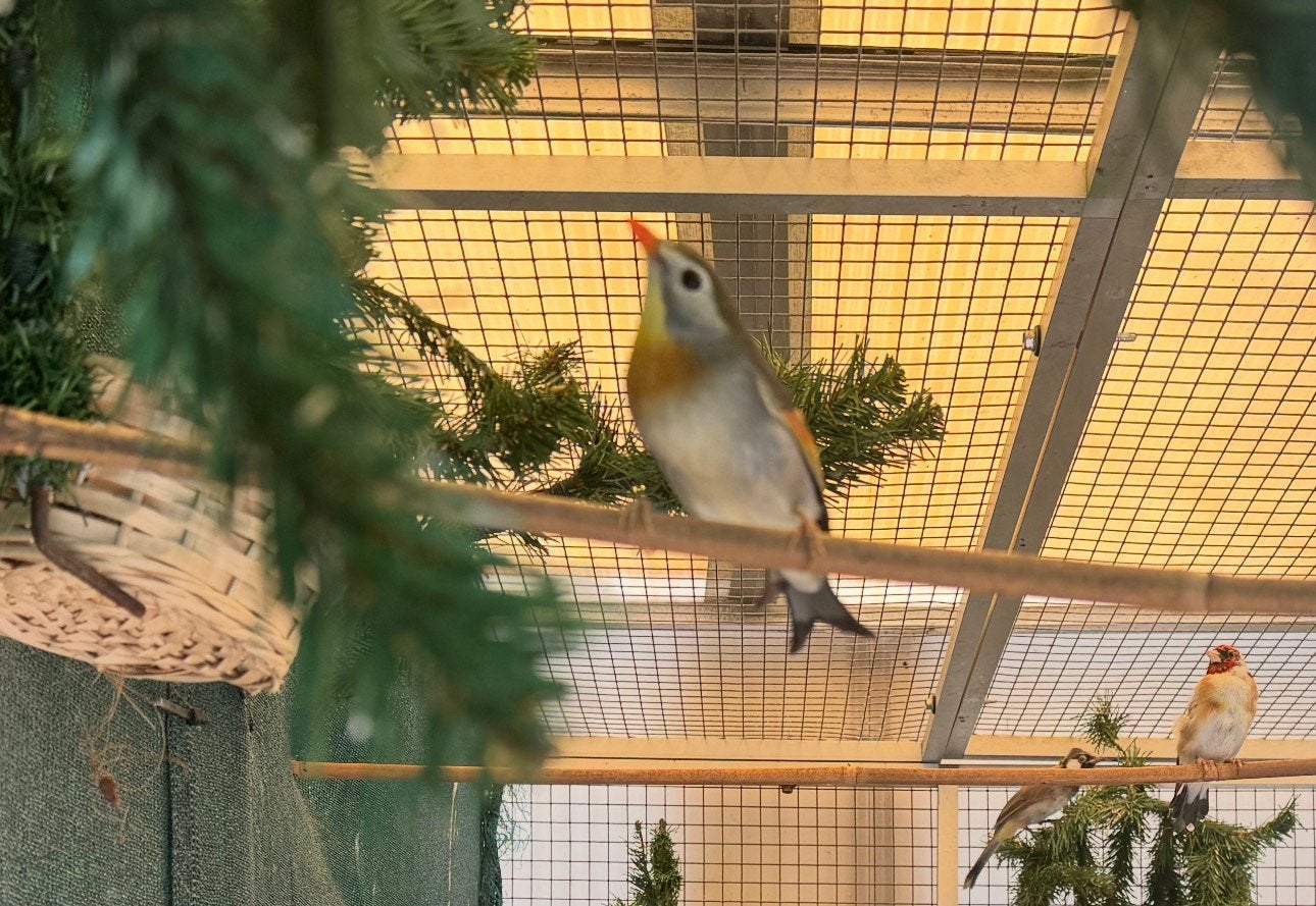 Japanse nachtegalen, Dieren en Toebehoren, Meerdere dieren