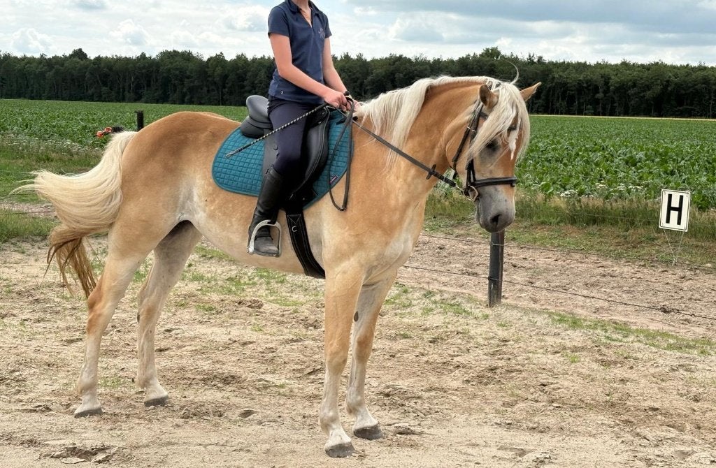 4,5 jarige Haflinger merrie, Merrie, Minder dan 160 cm, 3 tot 6 jaar, Recreatiepaard