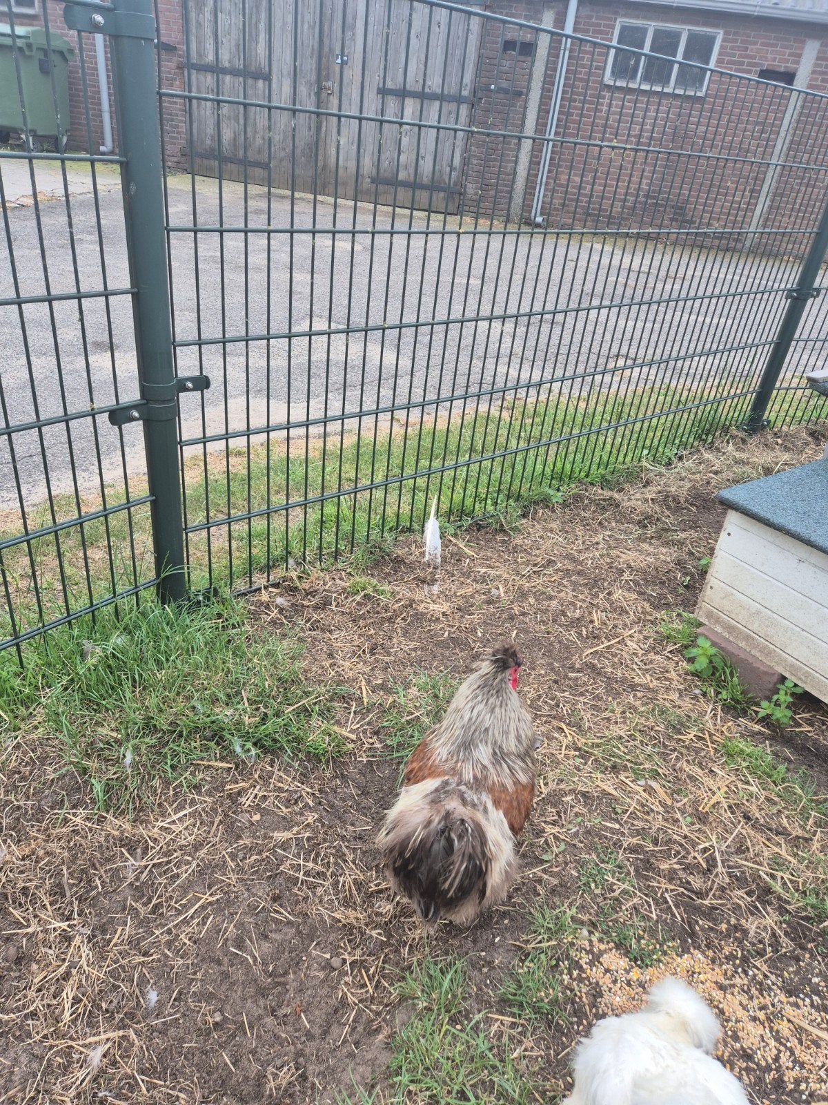 Zijdehoen hanen en loopeend, Dieren en Toebehoren, Ophalen of Verzenden