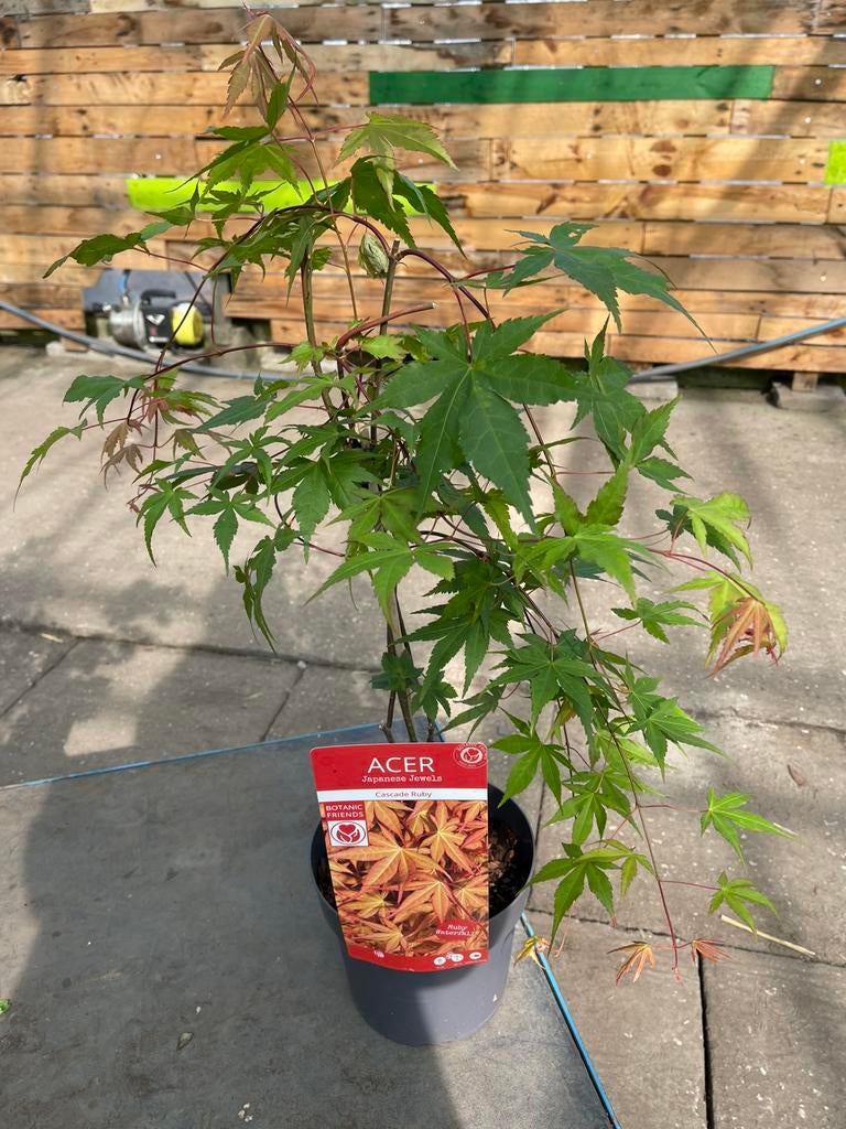 Acer - Esdoorn “Cascade Ruby”, Tuin en Terras, Planten | Tuinplanten, Vaste plant, Bloeit niet, Halfschaduw, Ophalen