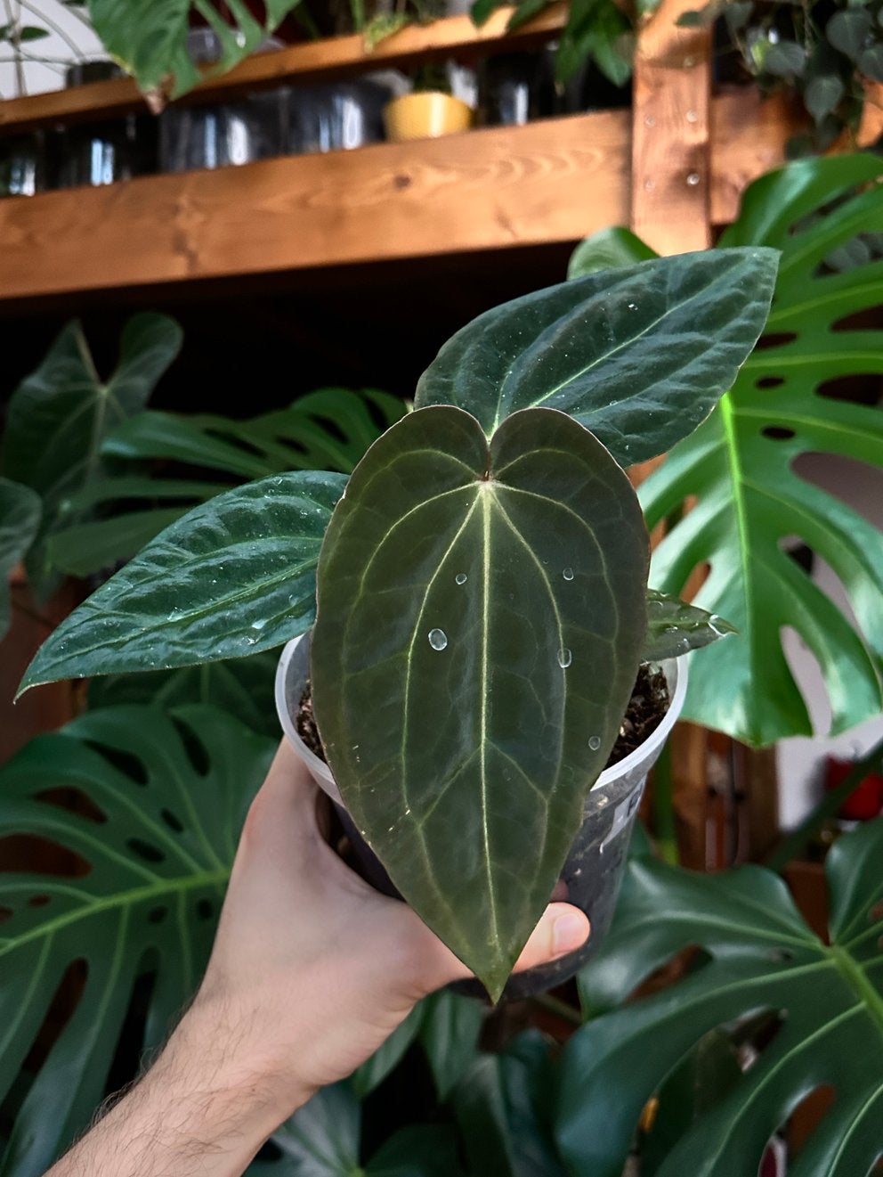 Anthurium RL s1 x 29x28, Ophalen, Volle zon