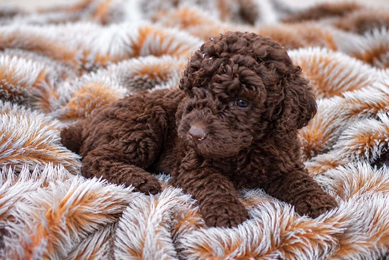 Choco Mini Labradoodle pupjes mogen het nest verlaten., Overige rassen, CDV (hondenziekte), 8 tot 15 weken, Meerdere