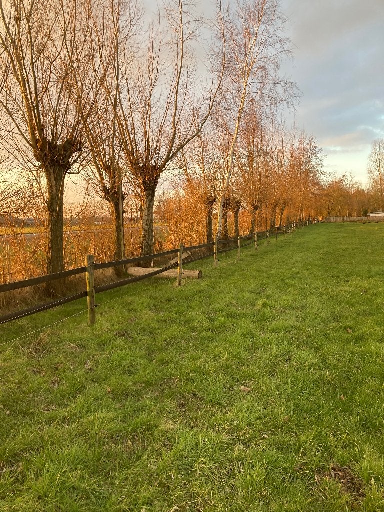 Gezocht zagers voor brandhout Knotwilgen, 6 m³ of meer, Ophalen, Stammen