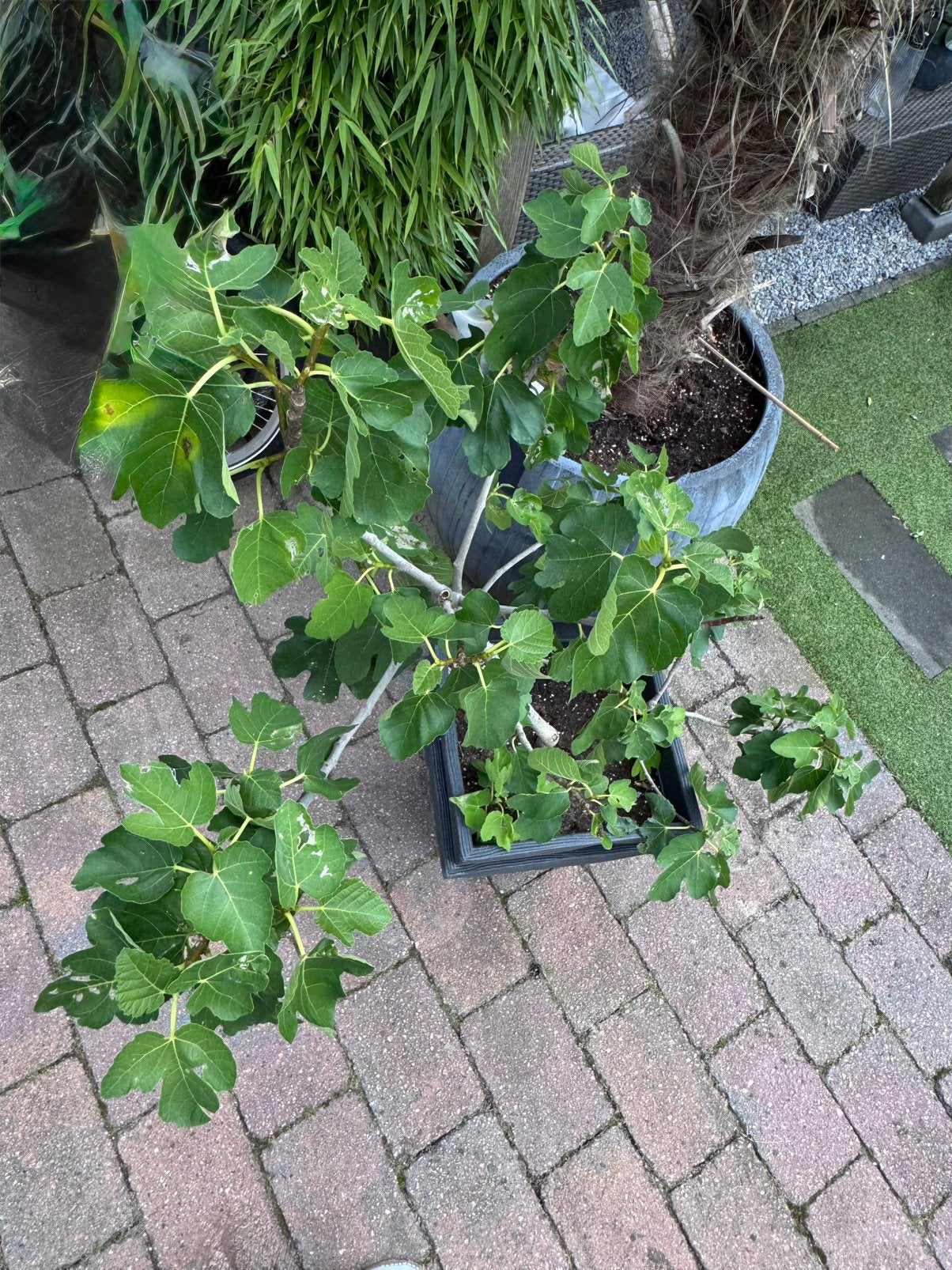 Vijgenboom/struik fiscus carica  Turkey brown, Tuin en Terras, Ophalen, Overige soorten, Volle zon