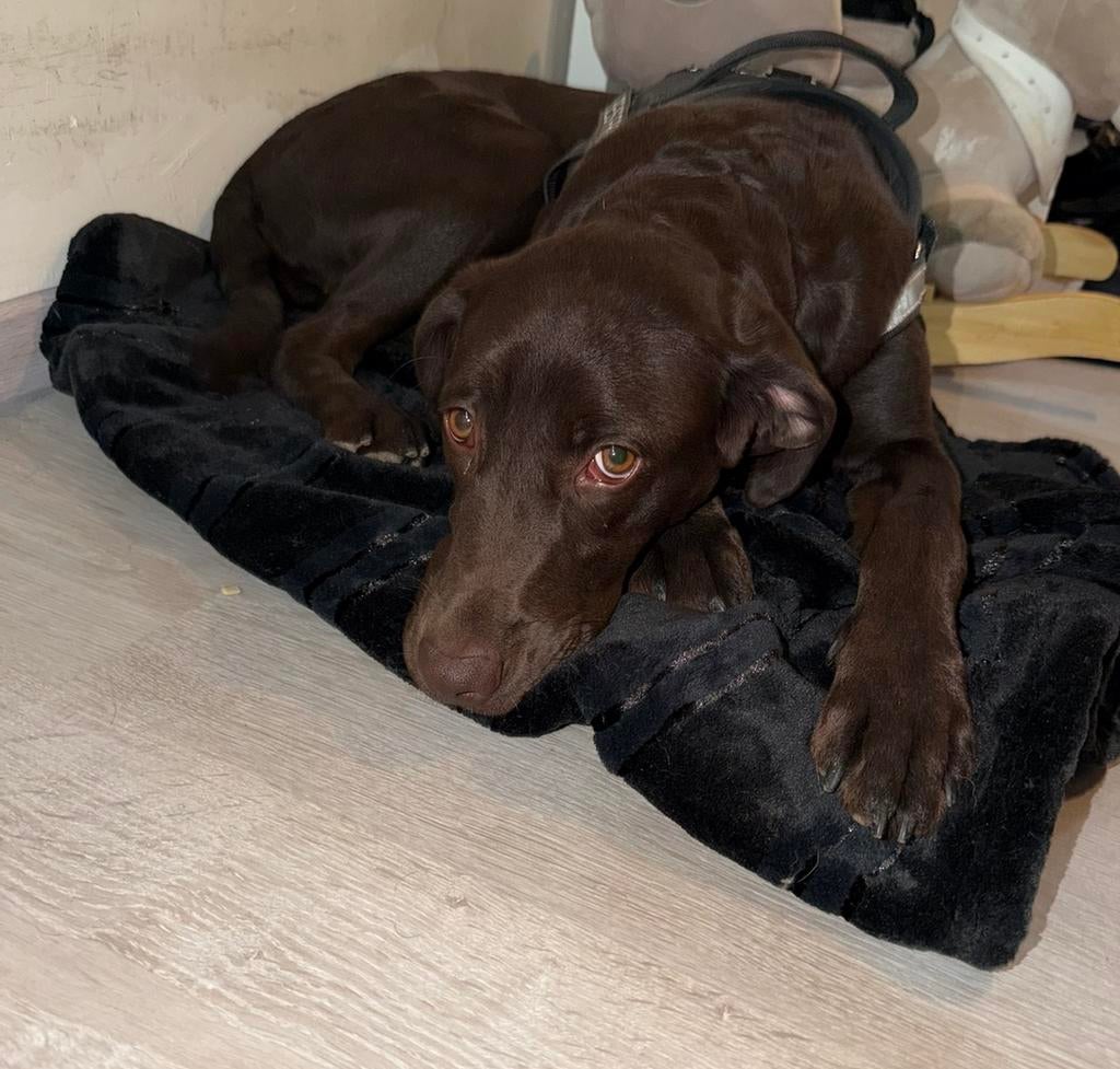 Prachtige Labrador te koop – 7 maanden jong, Dieren en Toebehoren, Honden | Herdershonden en Veedrijvers, 15 weken tot 1 jaar